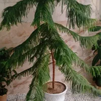 گل زیبا|گل و گیاه طبیعی|اسکو, |دیوار