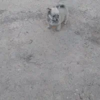 پامر روباهی نر