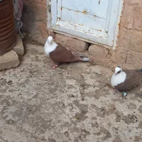 یه جفت کله سفید با یه جفت جونه