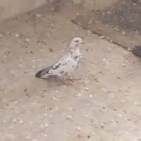 کبوتر|پرنده|تهران, اختیاریه|دیوار
