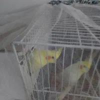 یک جفت عروس هلندی کار داده زعفرانی کینگ