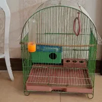 قفس عروس هلندی