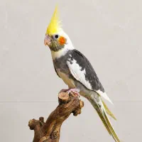 عروس هلندی
