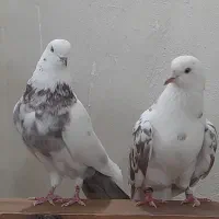 کبوتر پرشی