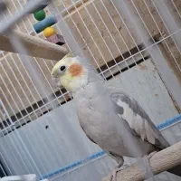 عروس