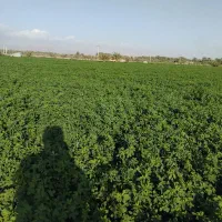 بیده فروشی