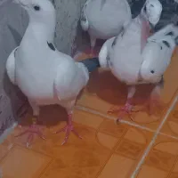 کبوتر