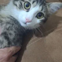 واگذاری گربه نر 7 ماهه مهربون
