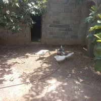 ۴ عدد غاز نر و ماده