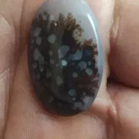 شجرهفت رنگ