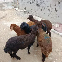بره افشاری مخصوص پرواری و داشتی(گوسفند)