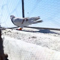 کفتر