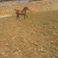 اسب