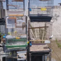 قفس کاسکو طوطی عروس هلندی