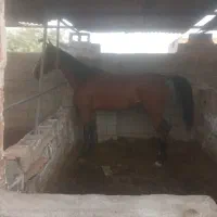 مادیون خوزستان