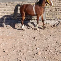 کره مادیون|اسب و تجهیزات اسبسواری|تهران, نازیآباد|دیوار