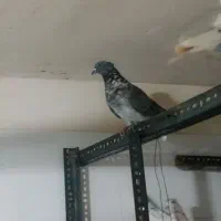 کبوتر قاره کاکلی پرشی نر