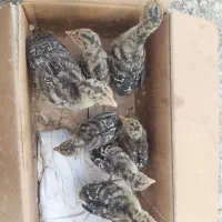بوقلمون