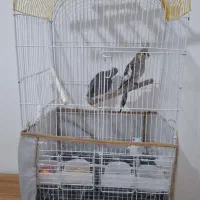 عروس هلندی و قفس