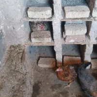 مرغ و خروس