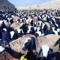 گوسفند اصل شال 100 راس میش روزگاری