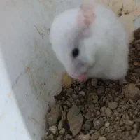 همستر|موش و خرگوش|اصفهان, بهارستان|دیوار