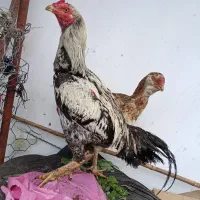 فروش تعداد لاری