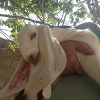 بز پاکستانی کهره دار