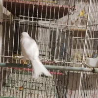 قناری سفید