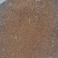 بذر یونجه