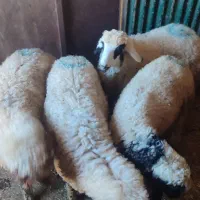 چهار عدد بره نر شیرمست