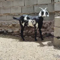 گوسفند گیسه