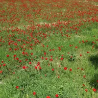 300متر زمین در رحمانیه