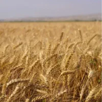 فروش-4هکتارزمین-کشاورزی