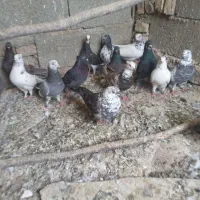 ۱۵تا کبوتر فقط صدو پنجاه