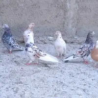 کبوتر سرور و زرد