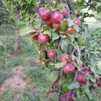 خرید و فروش انواع الوچه الو هلو