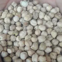 فروش یک تن و سیصد کیلو نخود