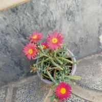 تعدادی گل
