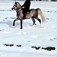 اسب نریان کرد سواری دار