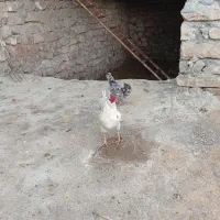 خروس گلین اصیل