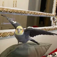 عروس هلندی نر ده ماهه