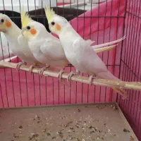 عروس هلندی