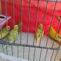 مرغ عشق (۲ عدد نر ۳ عدد ماده)