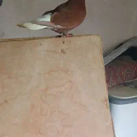 کفتر قزوینی