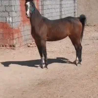 مادیان|اسب و تجهیزات اسبسواری|شهرکرد, |دیوار