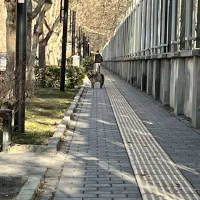 شستشوی راه پله و حیات منزل