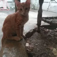 واگذاری بچه گربه