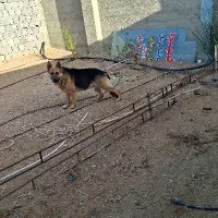 سگ ژرمن