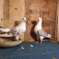 کبوتر|پرنده|معصومیه, |دیوار